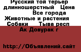 Русский той-терьер длинношерстный › Цена ­ 7 000 - Все города Животные и растения » Собаки   . Тыва респ.,Ак-Довурак г.